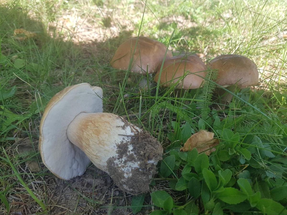Kurnik Polski Agroturystyka Tykocin Bagian luar foto
