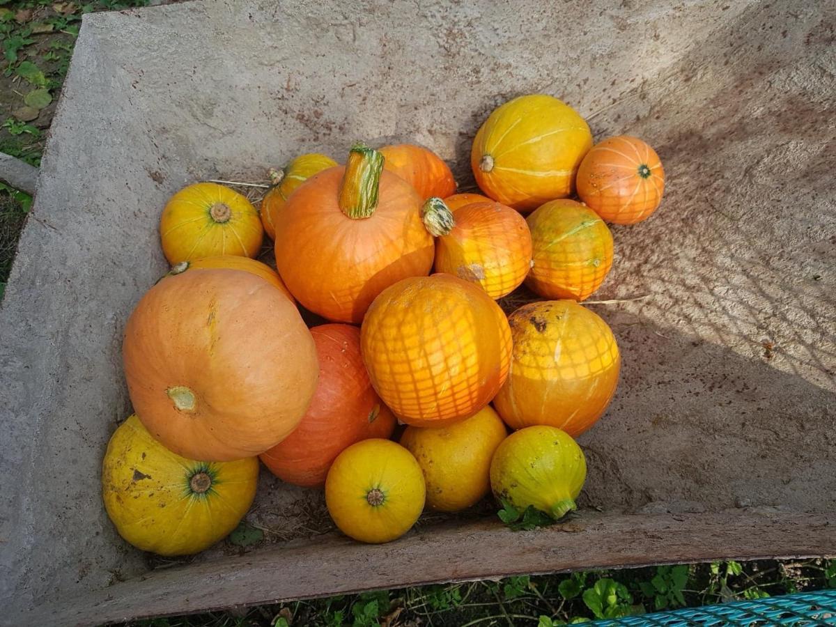 Kurnik Polski Agroturystyka Tykocin Bagian luar foto
