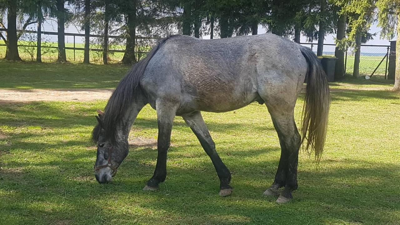 Kurnik Polski Agroturystyka Tykocin Bagian luar foto